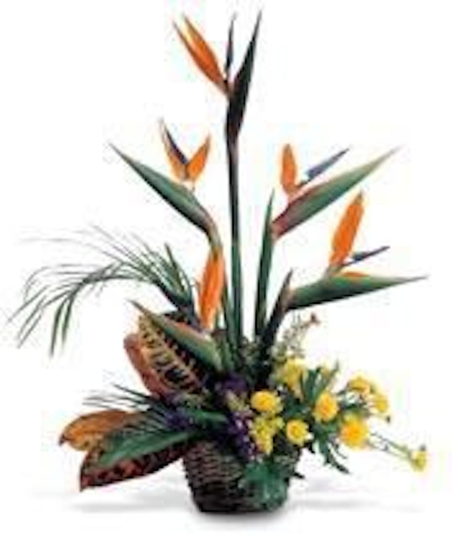 Bird of Paradise Arrangement - Cincinnati Florist - Adrian Durban